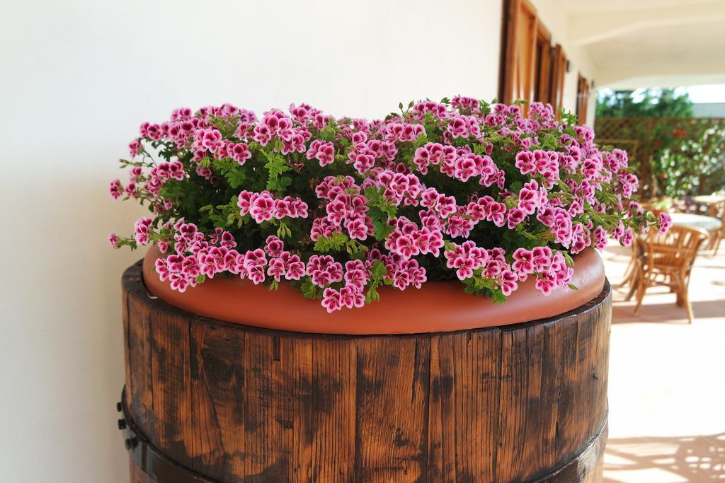 B&B Cilentum Agropoli Eksteriør bilde